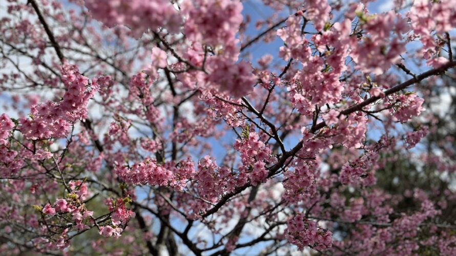 河津桜【2024/02】